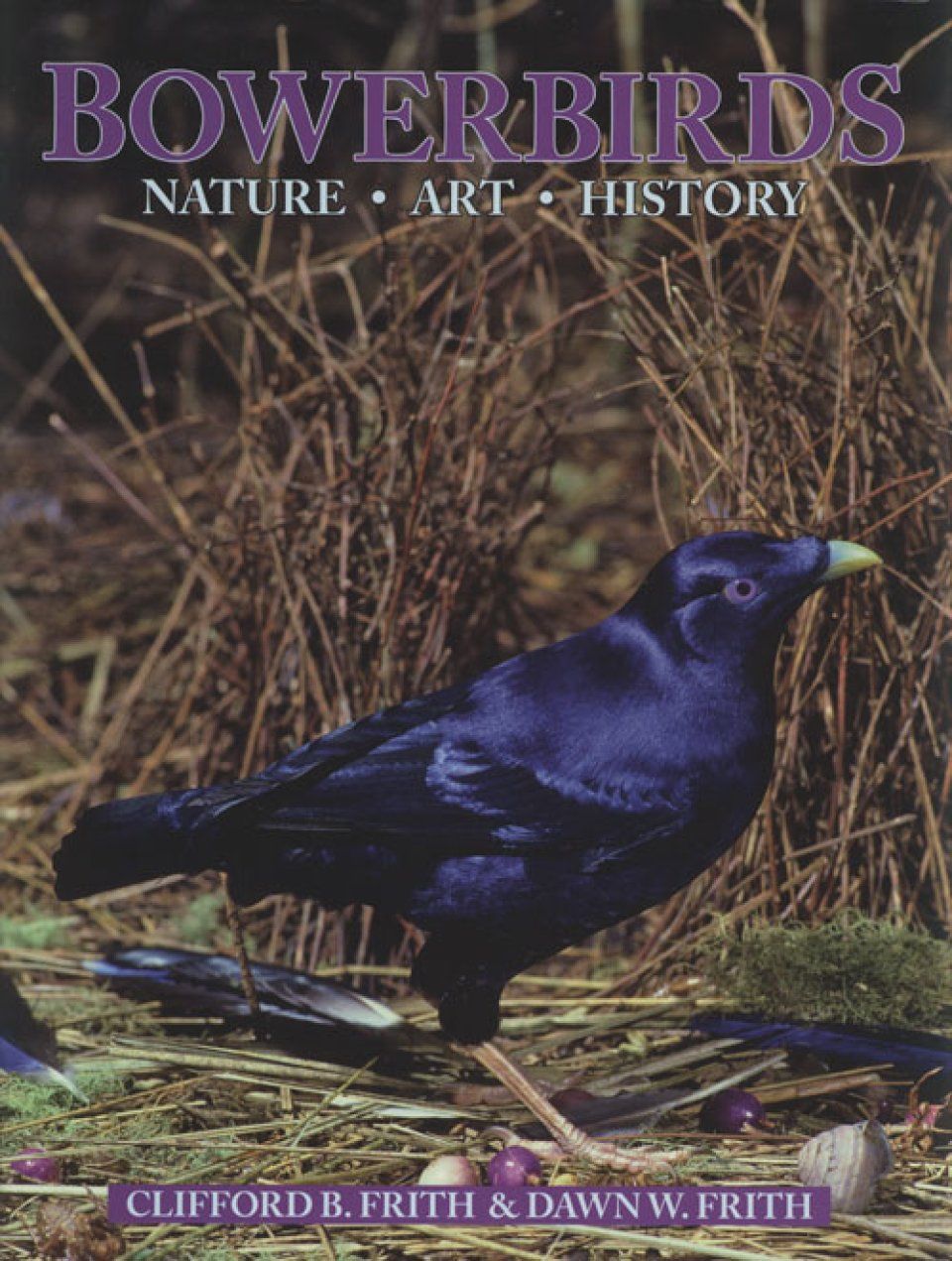 Bowerbirds