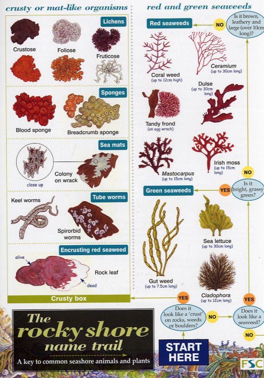 The Rocky Shore Name Trail