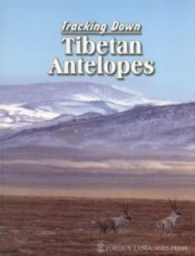 Tracking Down Tibetan Antelopes