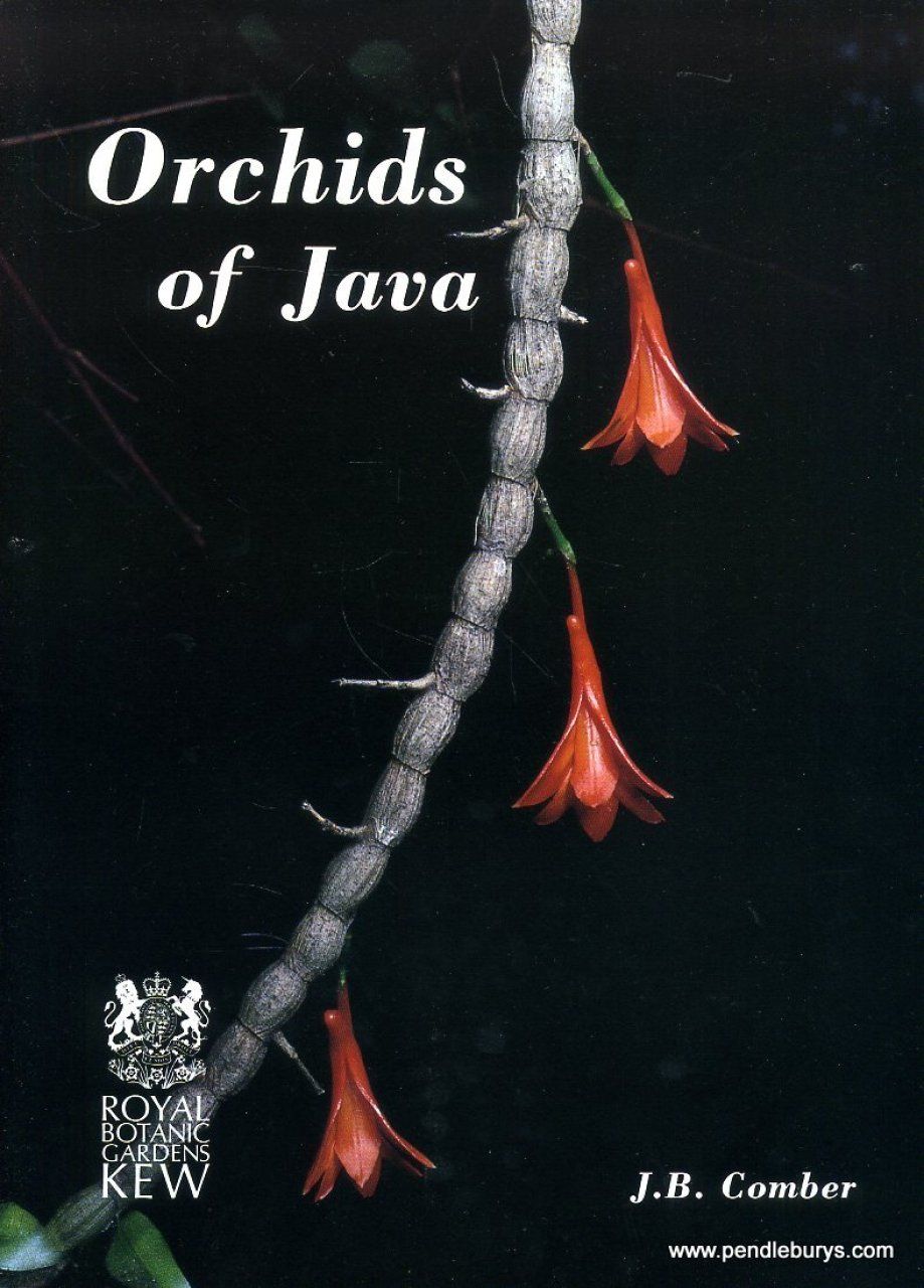 Orchids of Java