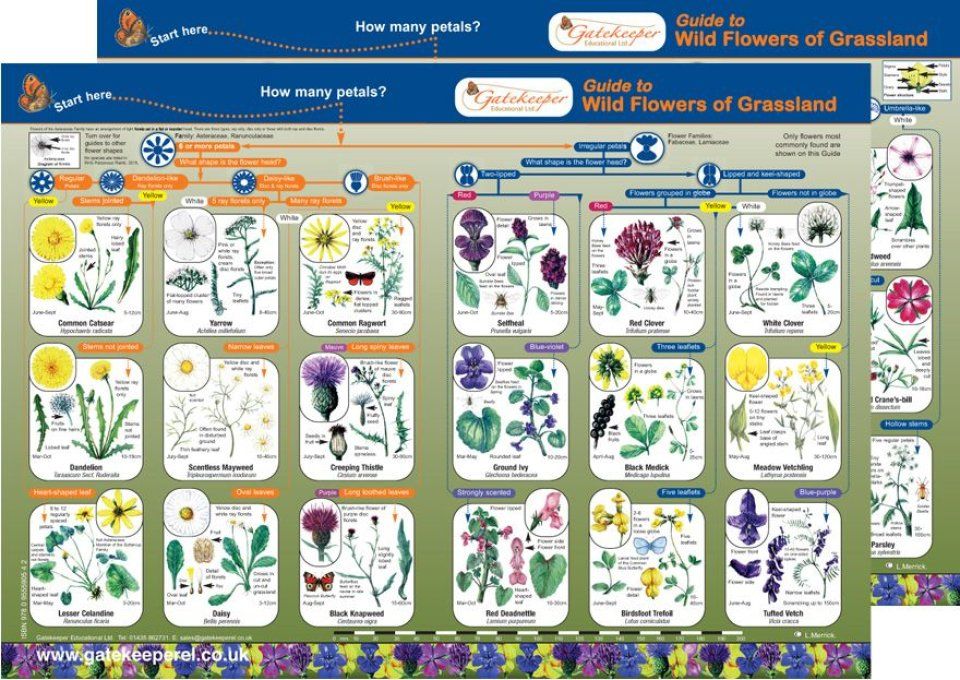 Guide to Wild Flowers of Grassland