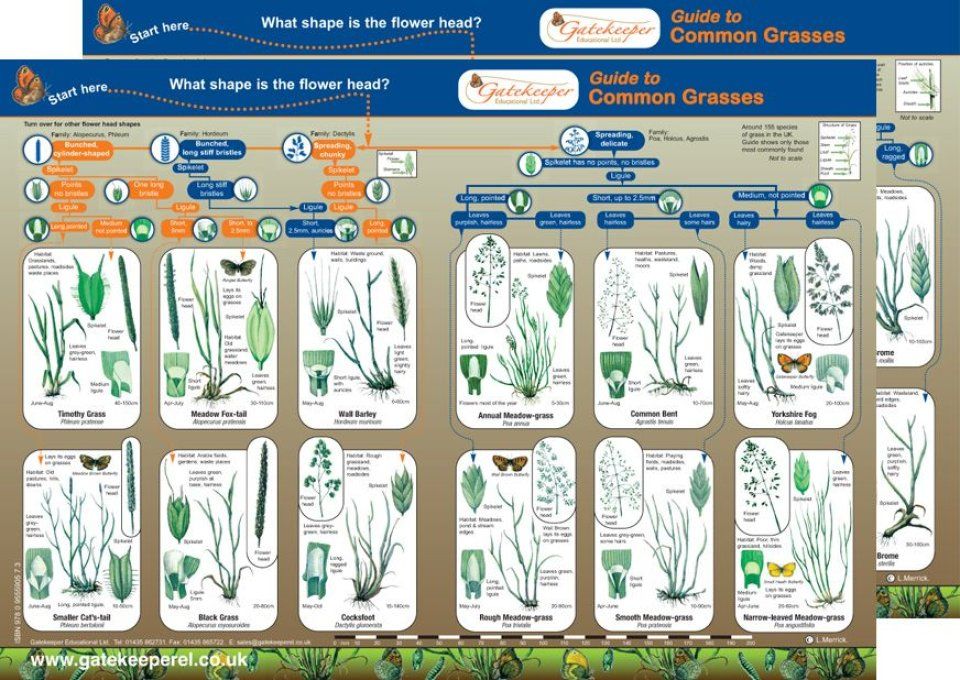 Guide to Common Grasses