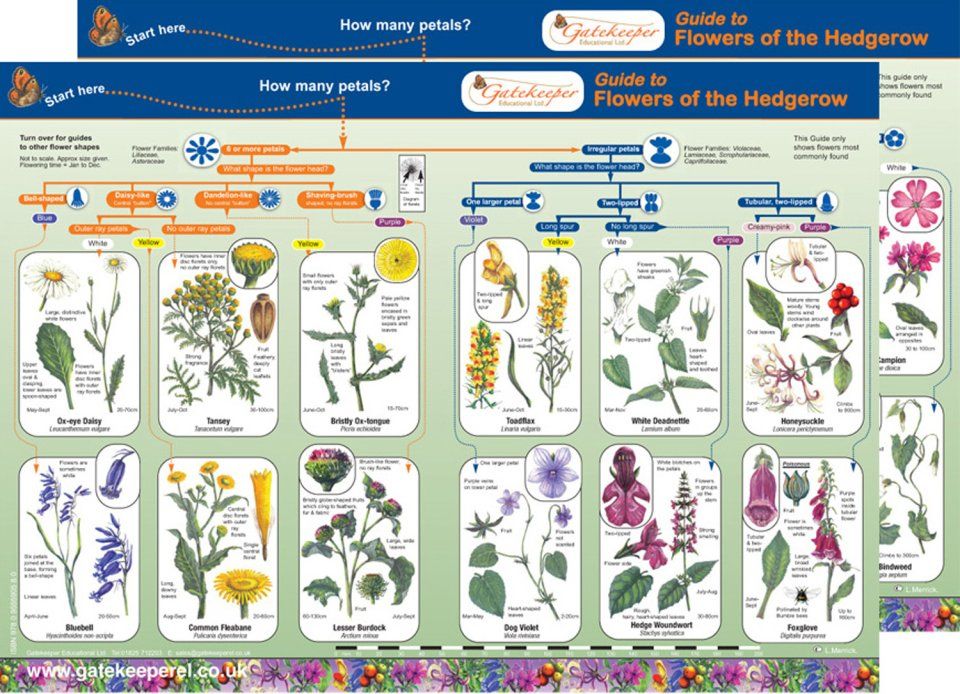 Guide to Flowers of the Hedgerow