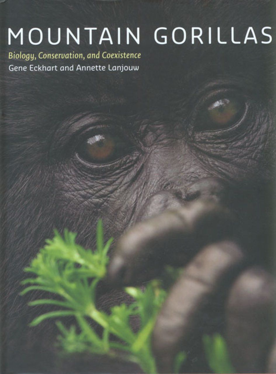 Mountain Gorillas