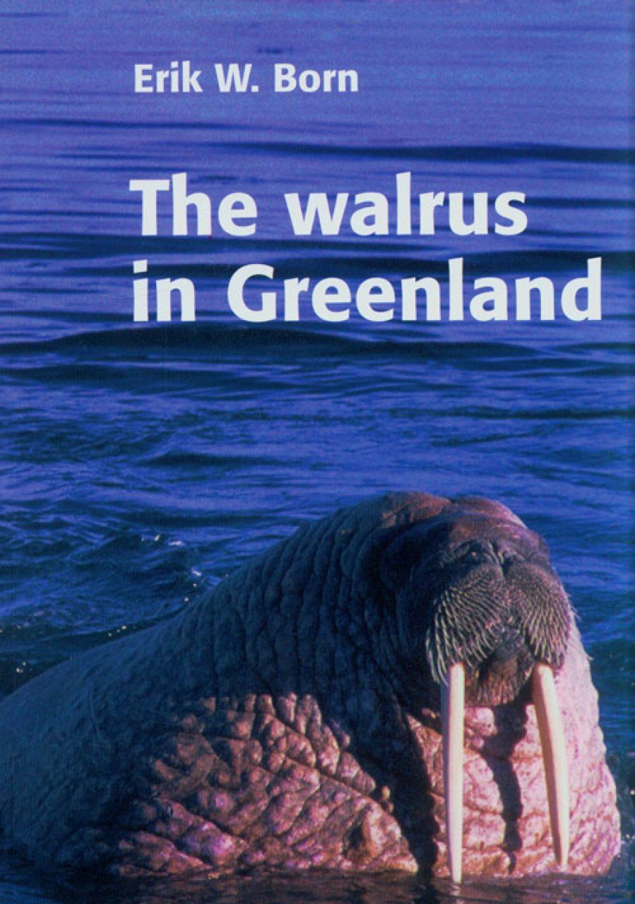 The Walrus in Greenland