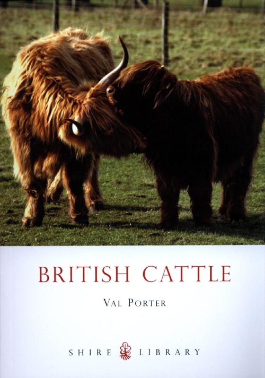 British Cattle