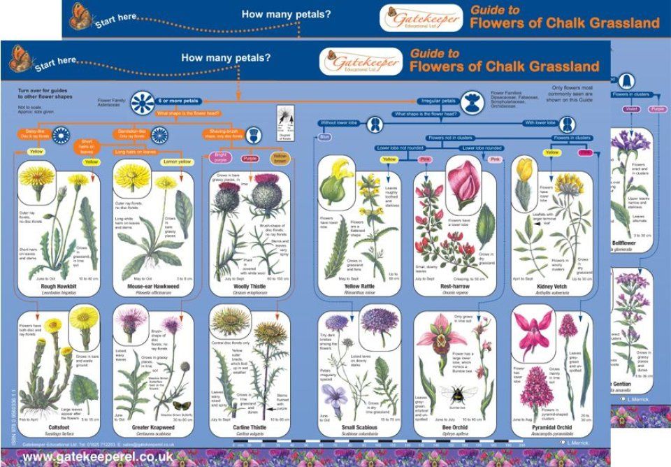 Guide to Flowers of Chalk Grassland