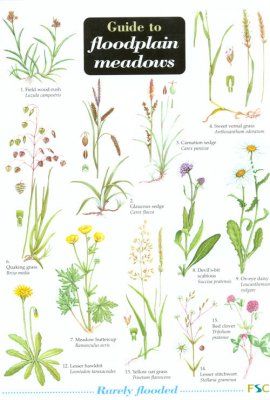 Guide to Floodplain Meadows
