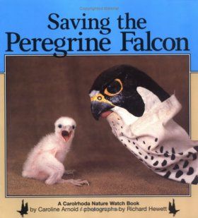 Saving the Peregrine Falcon