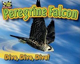 Peregrine Falcon