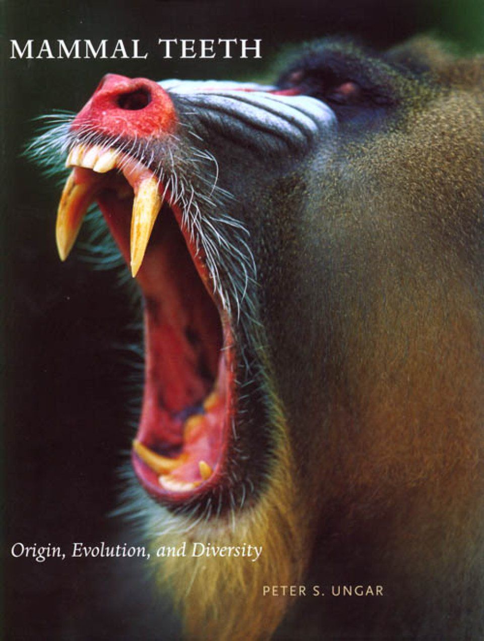 Mammal Teeth