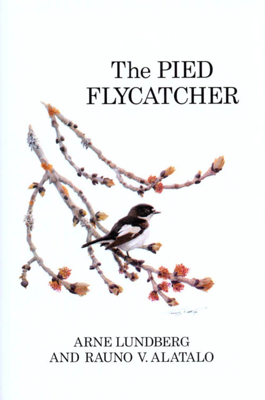 The Pied Flycatcher