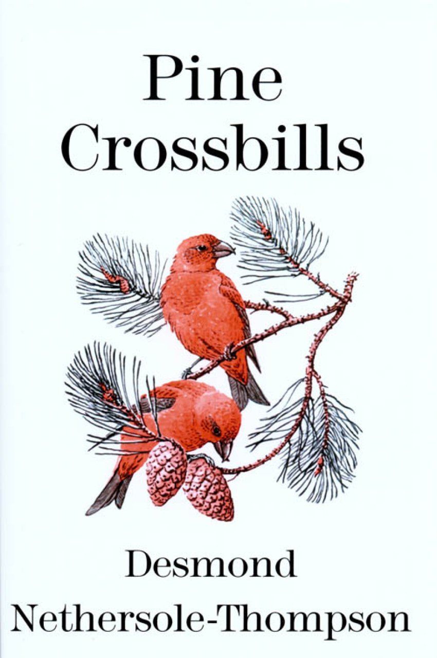 Pine Crossbills