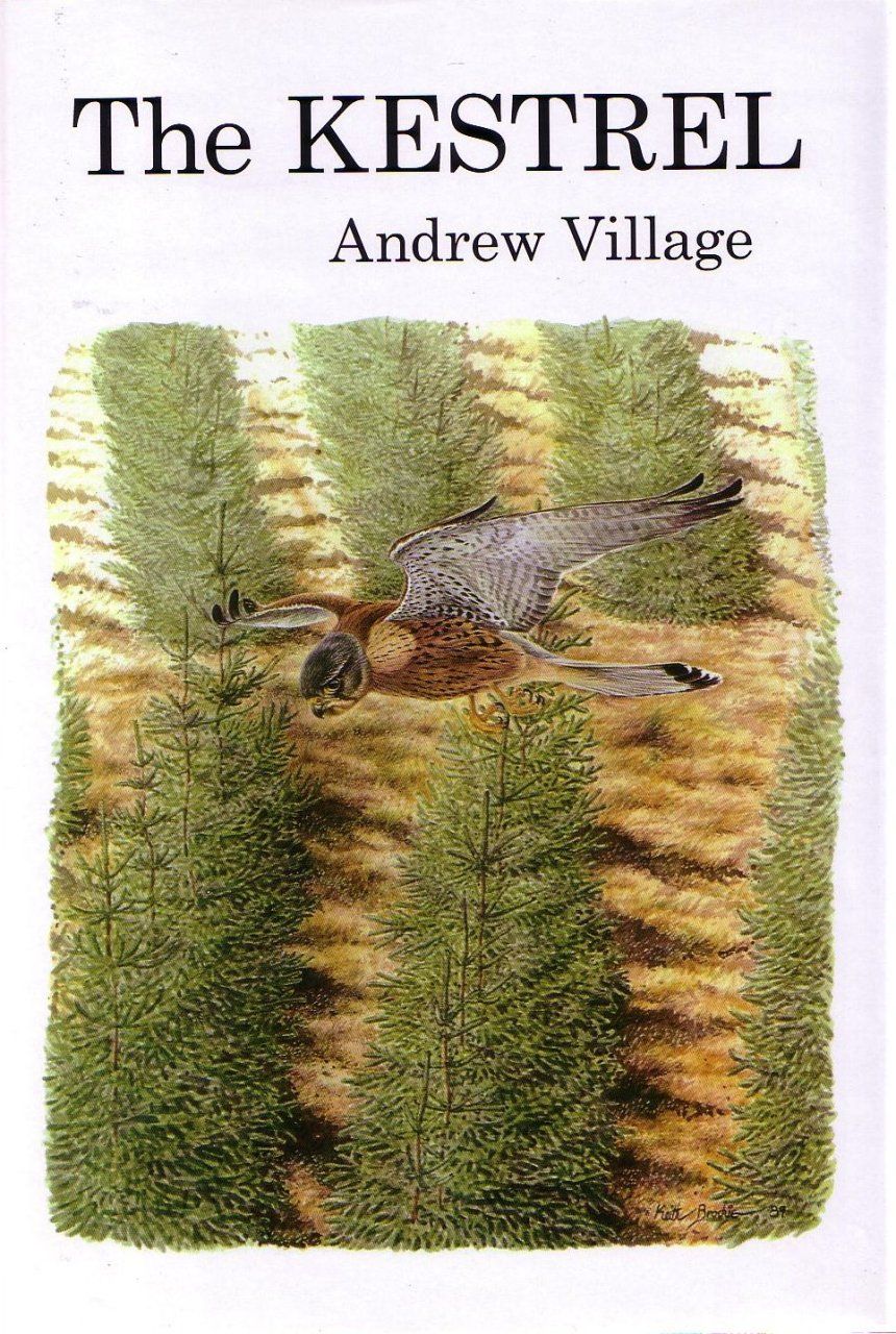 The Kestrel