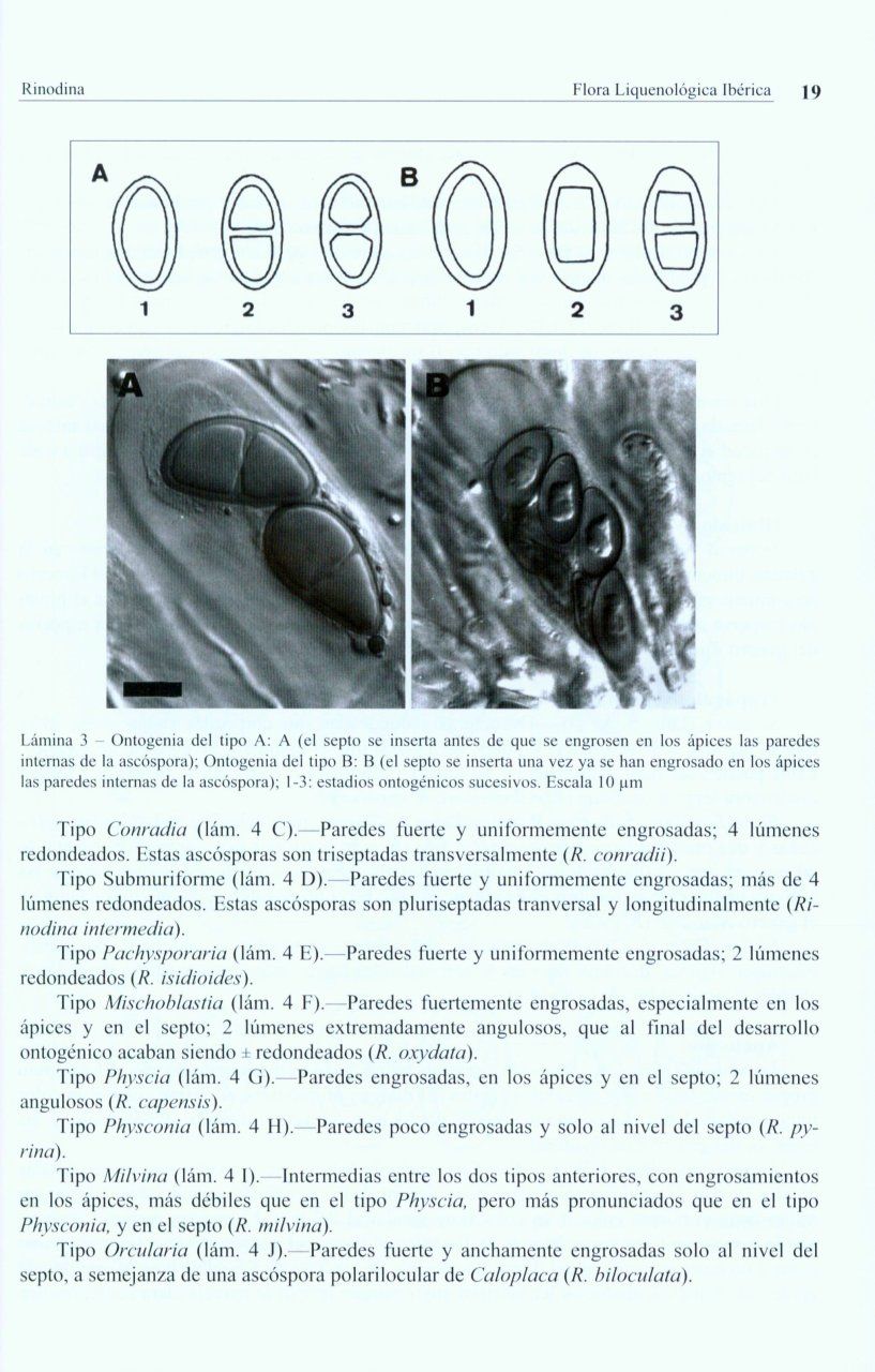 Flora Liquenológica Ibérica, Volume 5: Physciaceae I