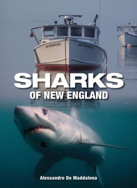 Sharks of New England
