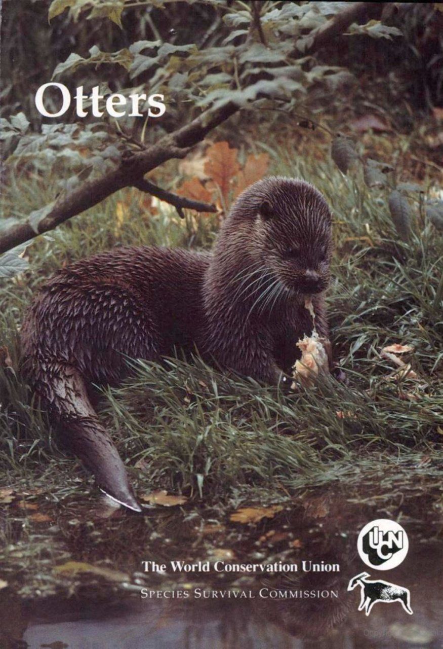 Otters