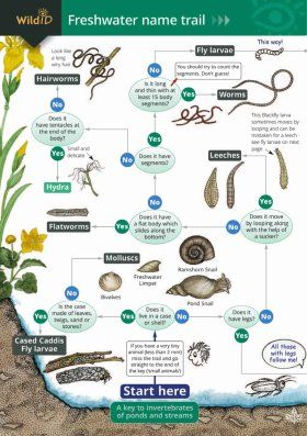The Freshwater Name Trail (Waterproof)