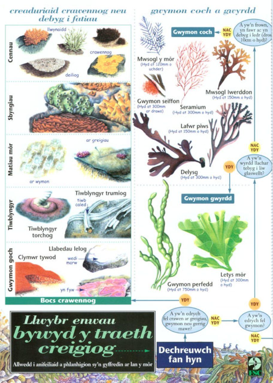 Llwybr Enwau Bywyd y Traeth Creigiog [The Rocky Shore Name Trail]