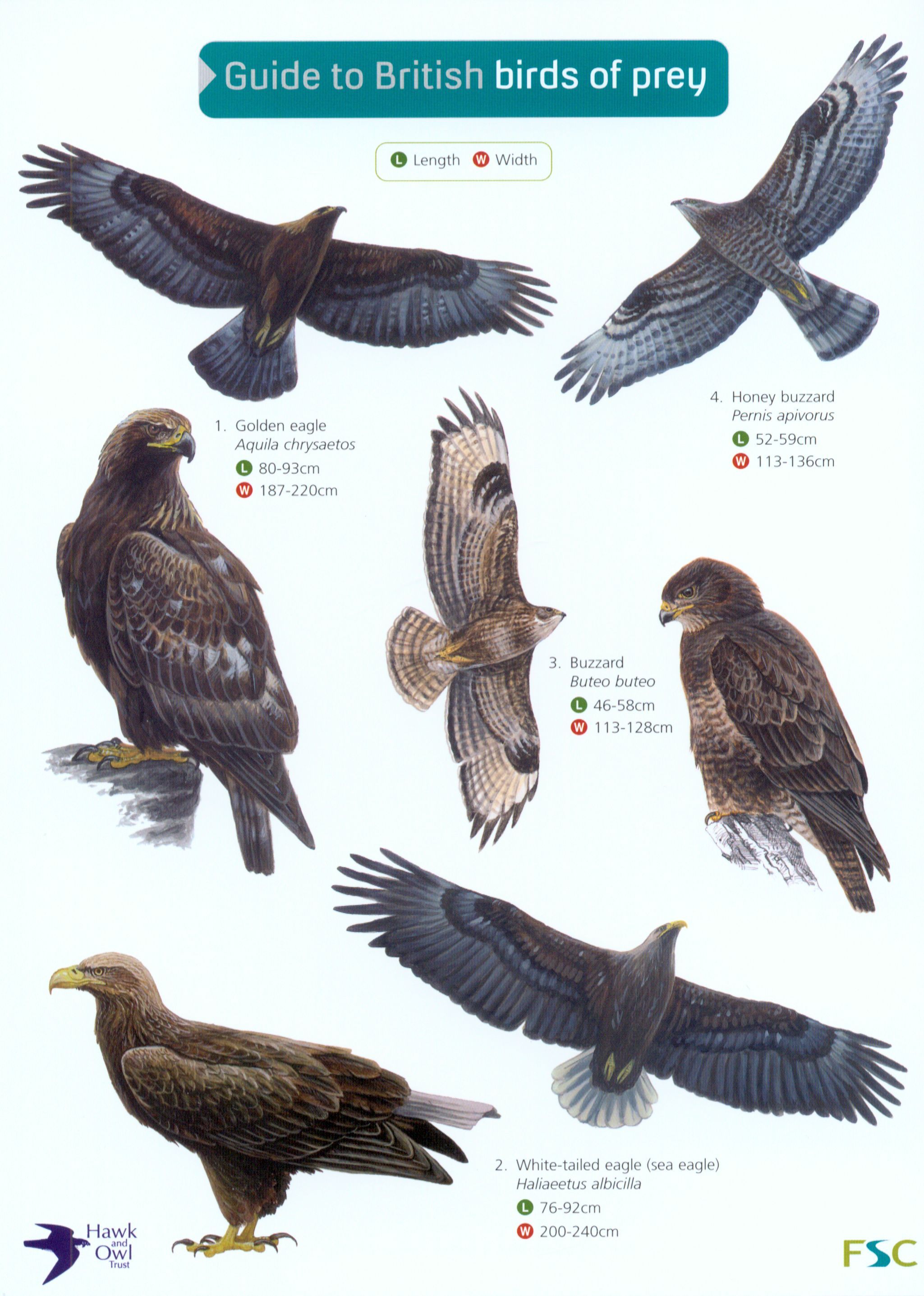Guide to British Birds of Prey
