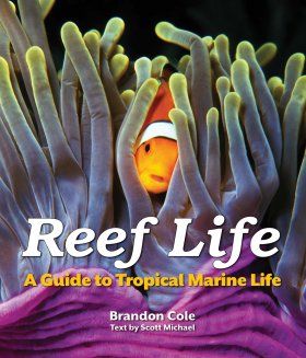 Reef Life