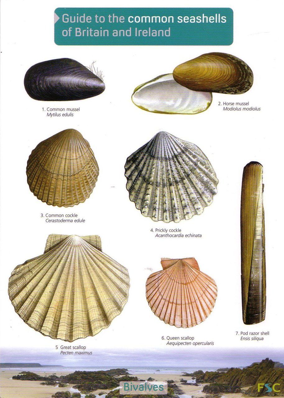 Guide to the Common Seashells of Britain and Ireland