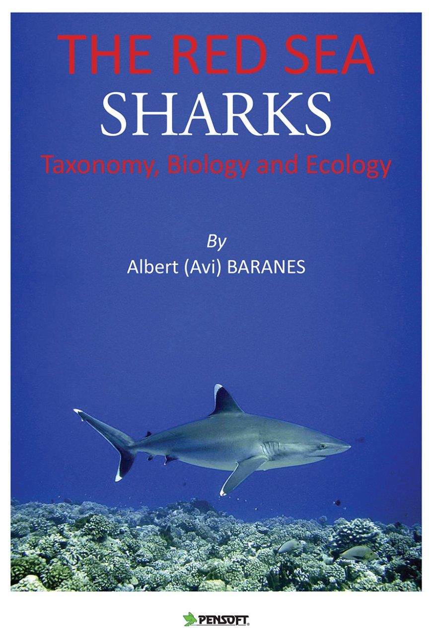 The Red Sea Sharks