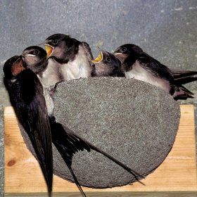 WoodStone® Swallow Nest Bowl (Plywood board mounted)