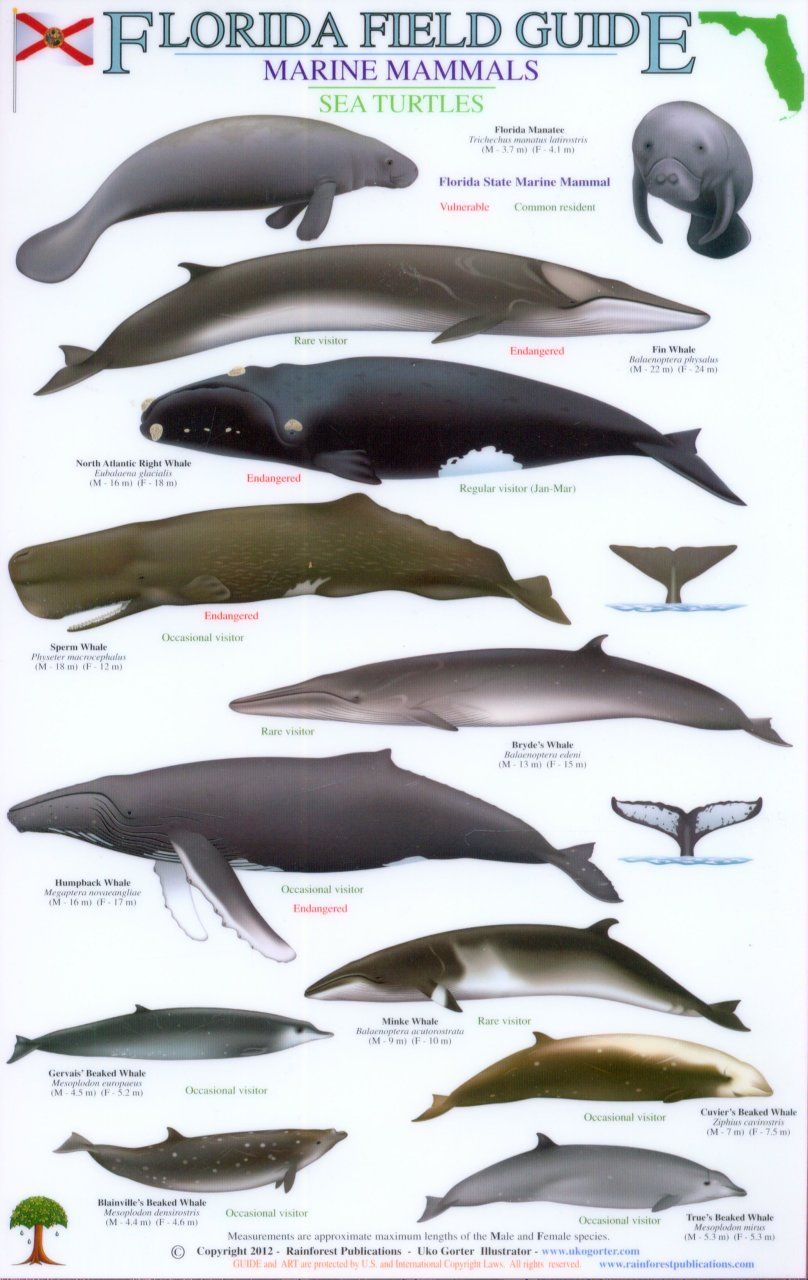 Florida Field Guide, Marine Mammals and Sea Turtles