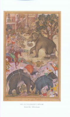 Elephants &amp; Kings