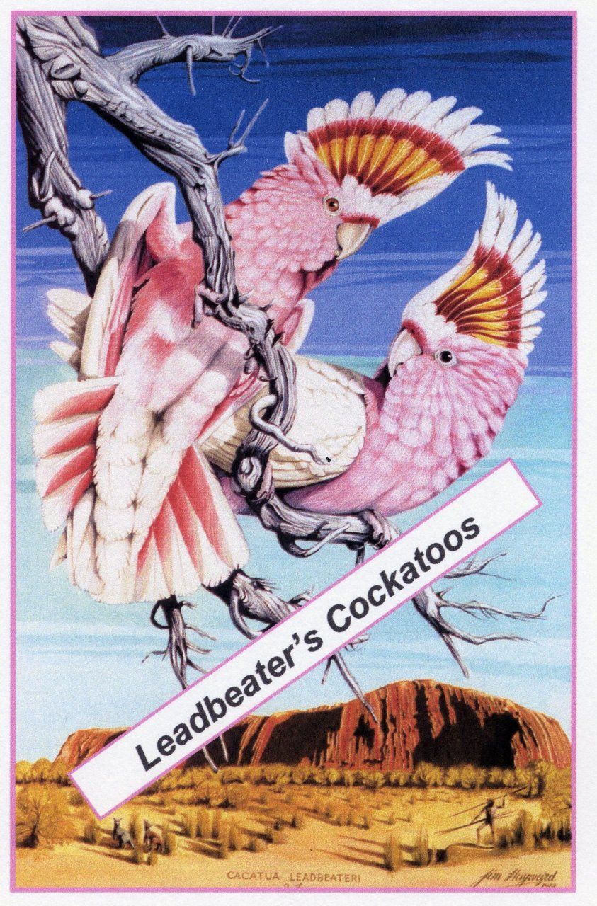 Leadbeater&#039;s Cockatoos Poster