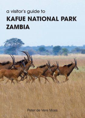 A Visitor&#039;s Guide to Kafue National Park, Zambia