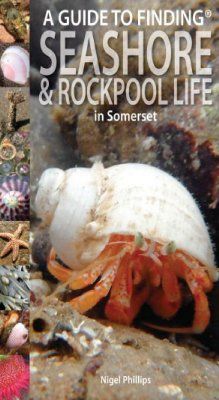 A Guide to Finding Seashore &amp; Rockpool Life in Somerset