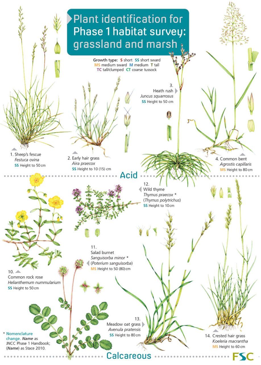 Plant Identification for Phase 1 Habitat Survey: Grassland and Marsh
