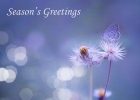 Blue Butterfly: Set of Ten Butterfly Conservation Christmas Cards