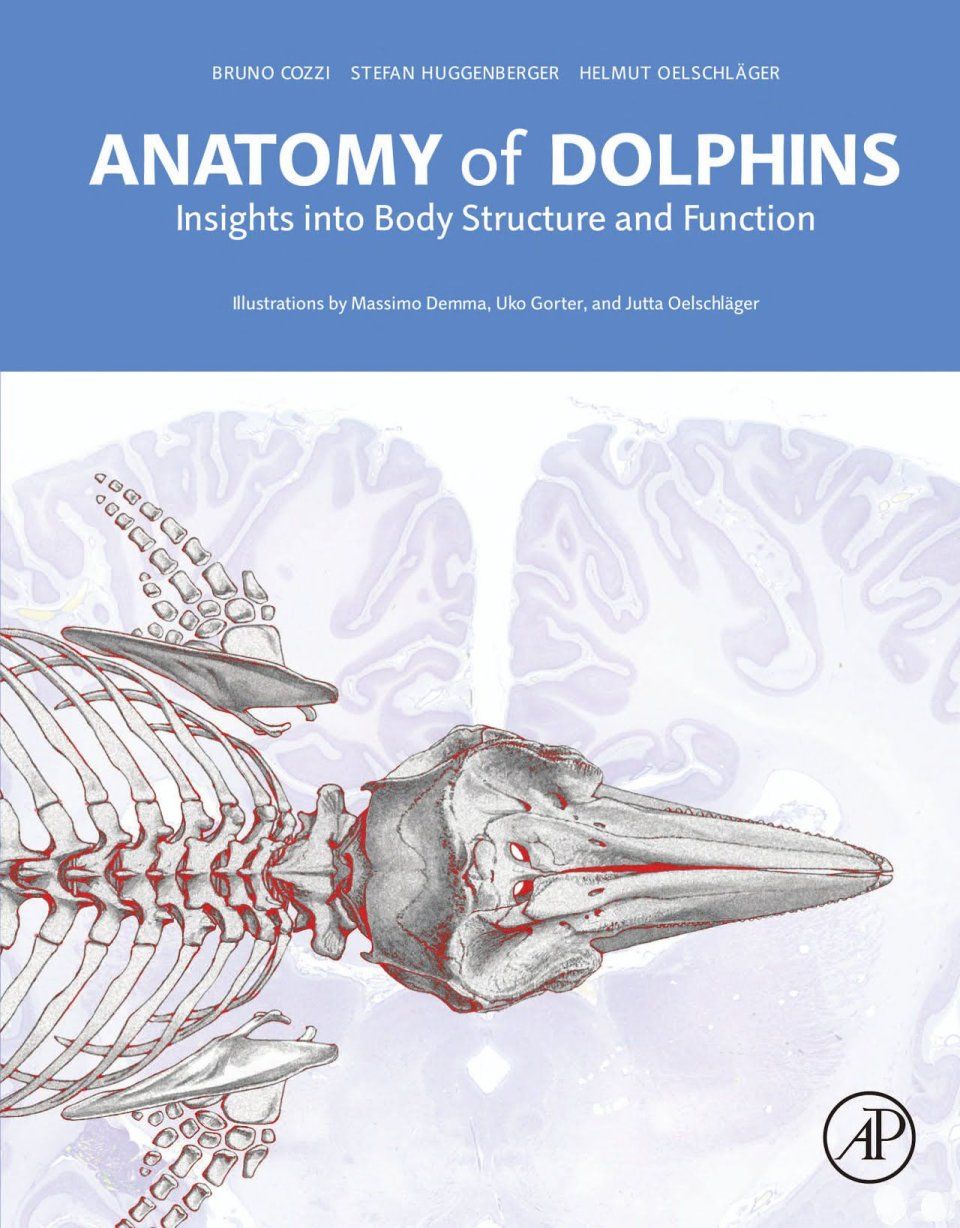 Anatomy of Dolphins
