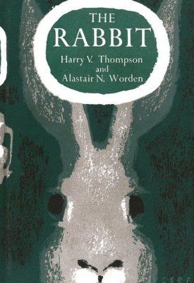 The Rabbit