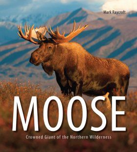 Moose