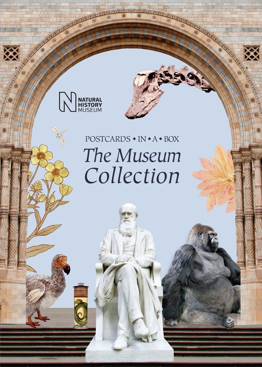 The Museum Collection