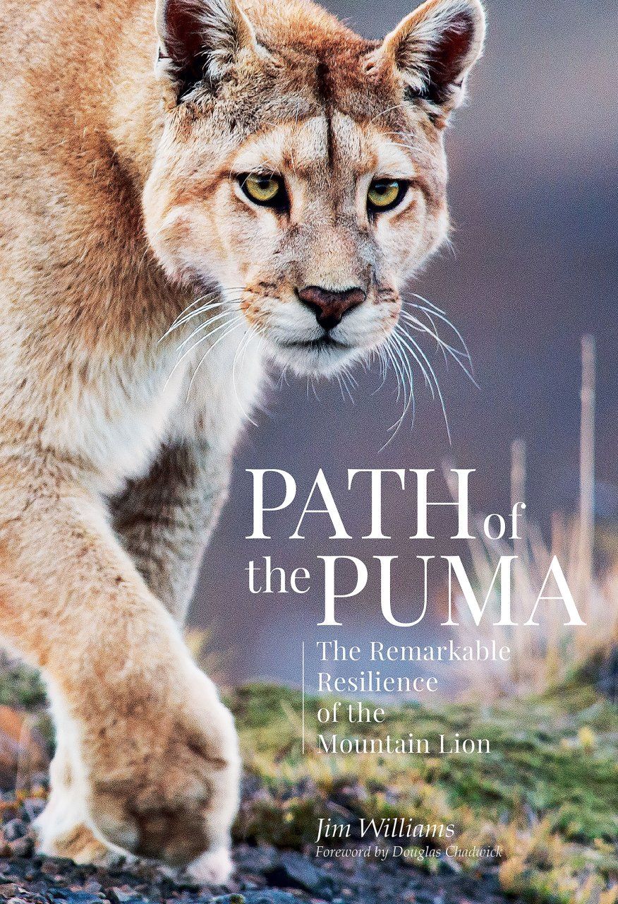 Path of the Puma