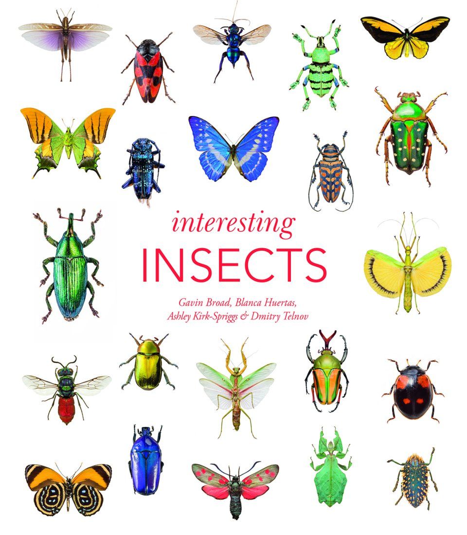 Interesting Insects