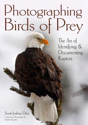 Photographing Birds Of Prey