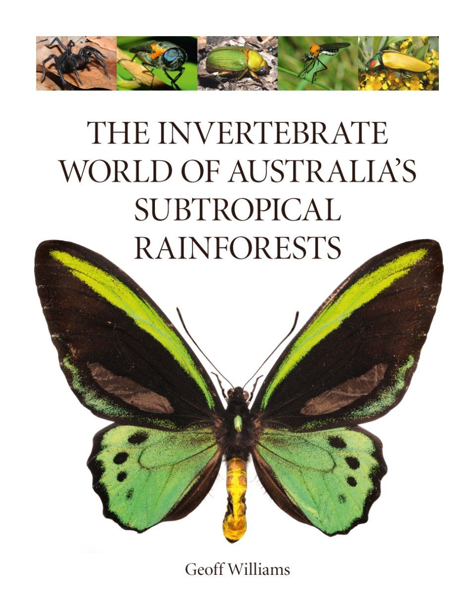 The Invertebrate World of Australia&#039;s Subtropical Rainforests