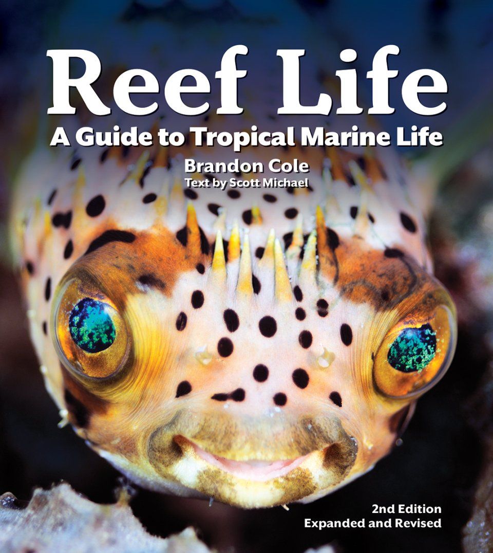 Reef Life