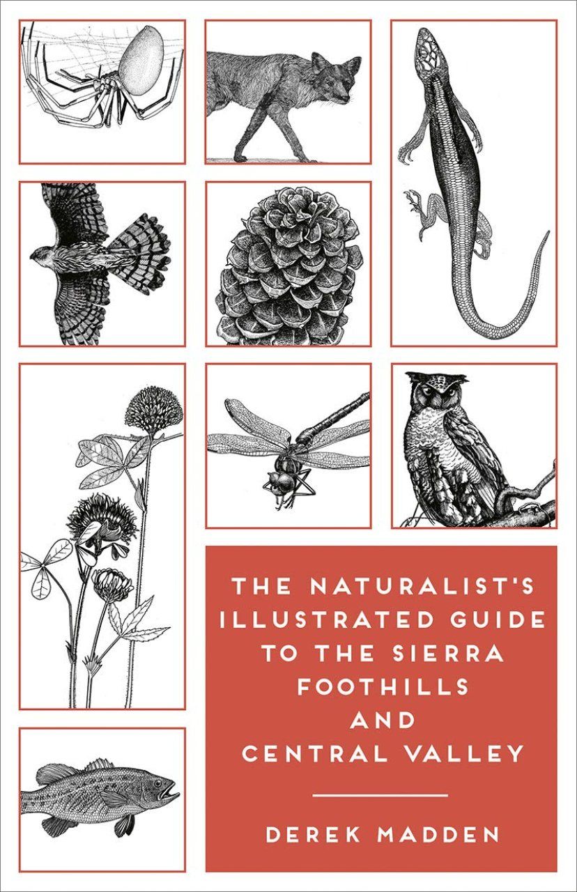 The Naturalist&#039;s Illustrated Guide to the Sierra Foothills and Central Valley