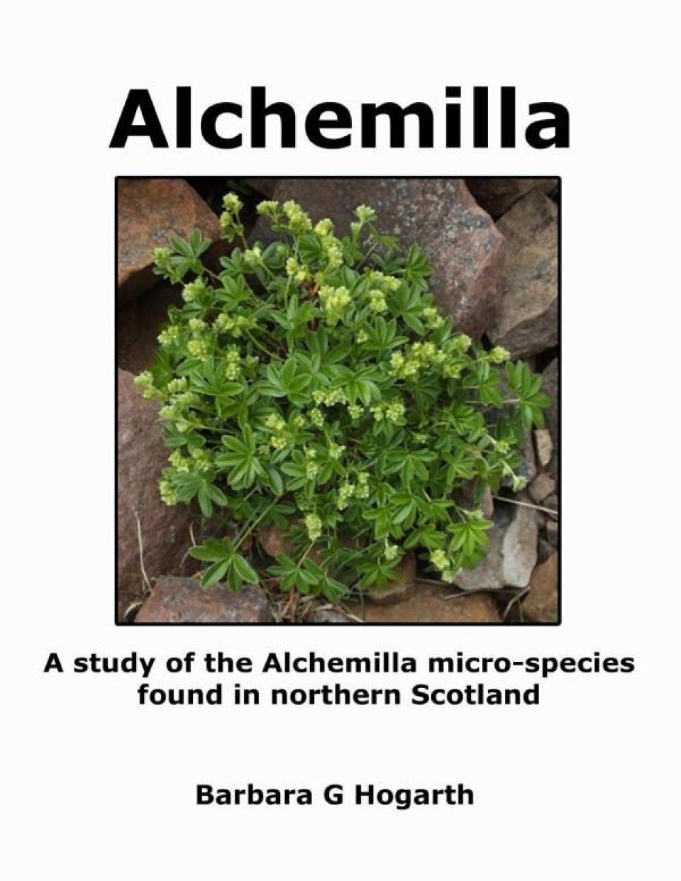 Alchemilla