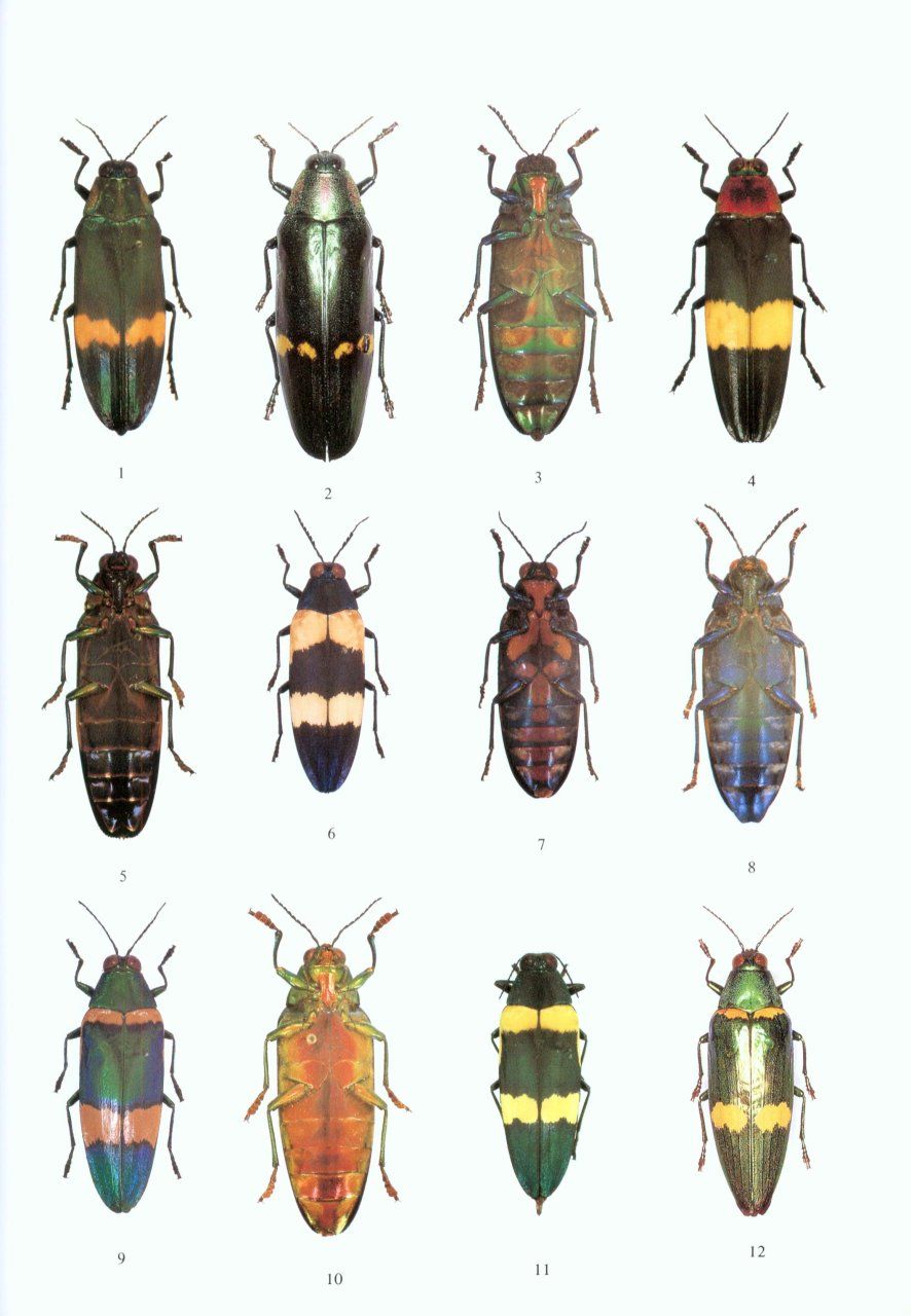 The Beetles of the World, Volume 16: Chrysochroini (Part 1)