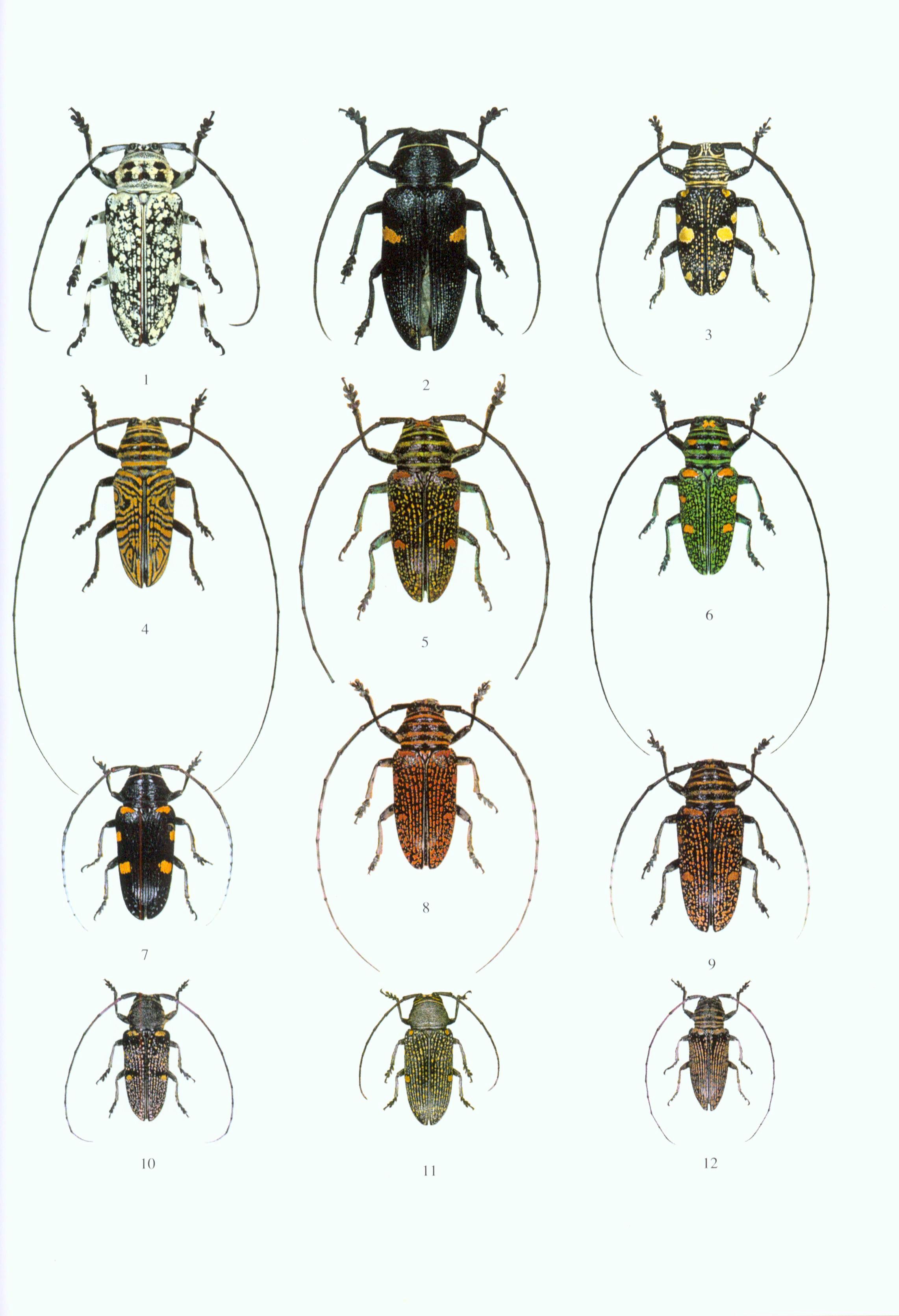 The Beetles of the World, Volume 17: Sternotomini