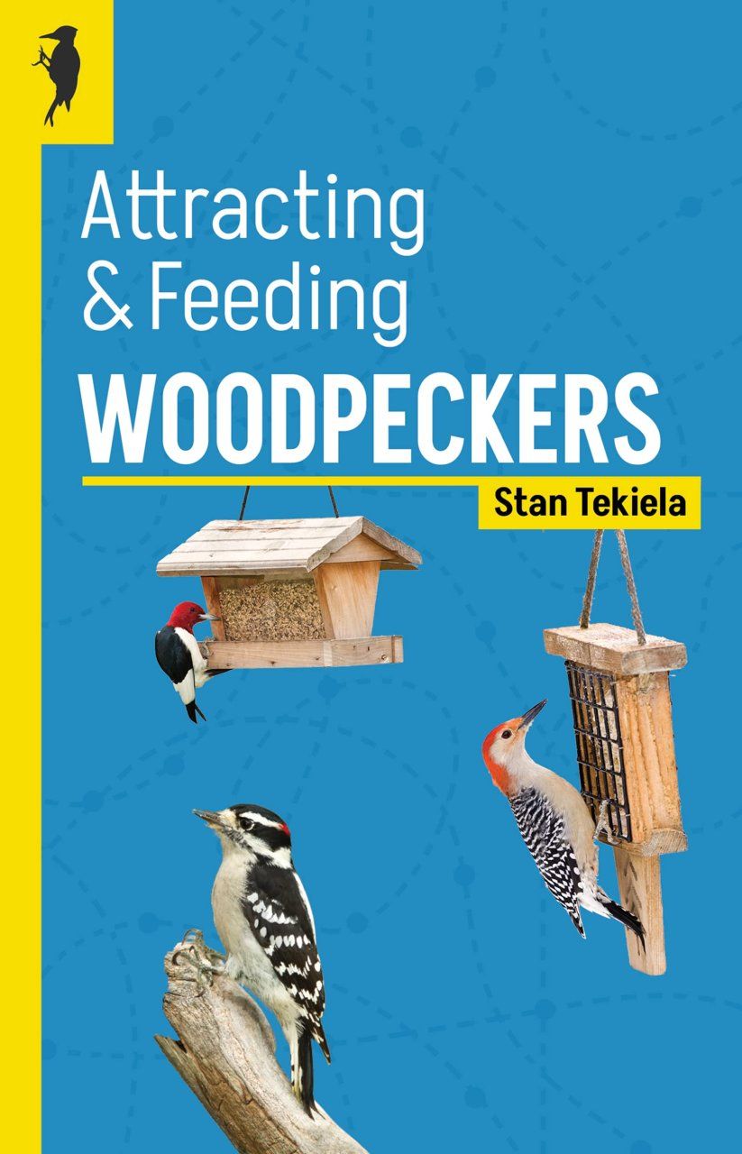 Attracting &amp; Feeding Woodpeckers