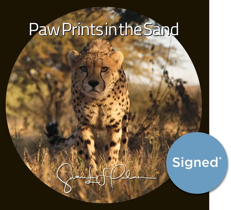 Paw Prints in the Sand